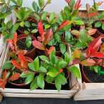 Červienka Fraserova (Photinia × fraseri) ‘RED ROBIN TOSCANA’ - výška 20-30, kont. C2L
